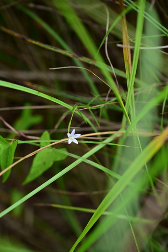 Palustricodon aparinoides, photograph 4