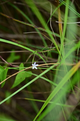 Palustricodon aparinoides, photograph (c) Katie Kucera, some rights reserved (CC BY)