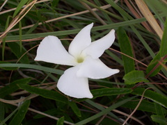 Mandevilla hypoleuca
