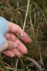 Clinopodium arkansanum, photograph (c) Katie Kucera, some rights reserved (CC BY)