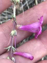 Penstemon confusus