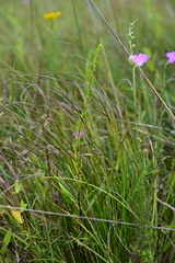 Solidago uliginosa, photograph (c) Katie Kucera, some rights reserved (CC BY)