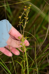 Lysimachia quadriflora
