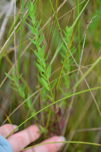 Lythrum alatum, photograph 3