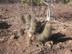 Mammillaria mazatlanensis