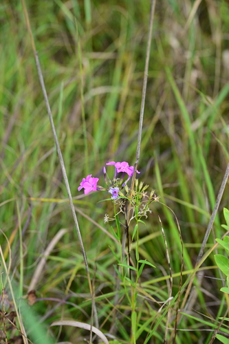 Phlox glaberrima