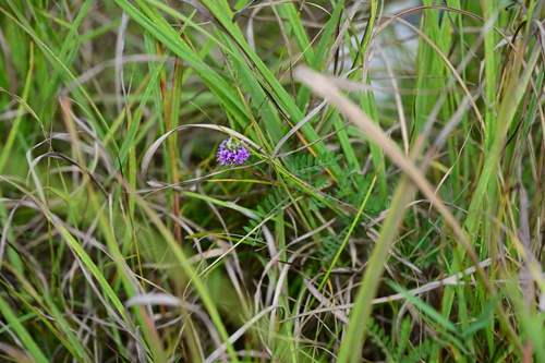 Dalea foliosa