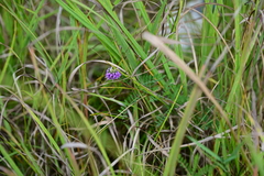 Dalea foliosa