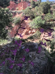 Penstemon confusus