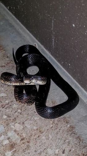 Western Ratsnake observed by cryptidhunter13