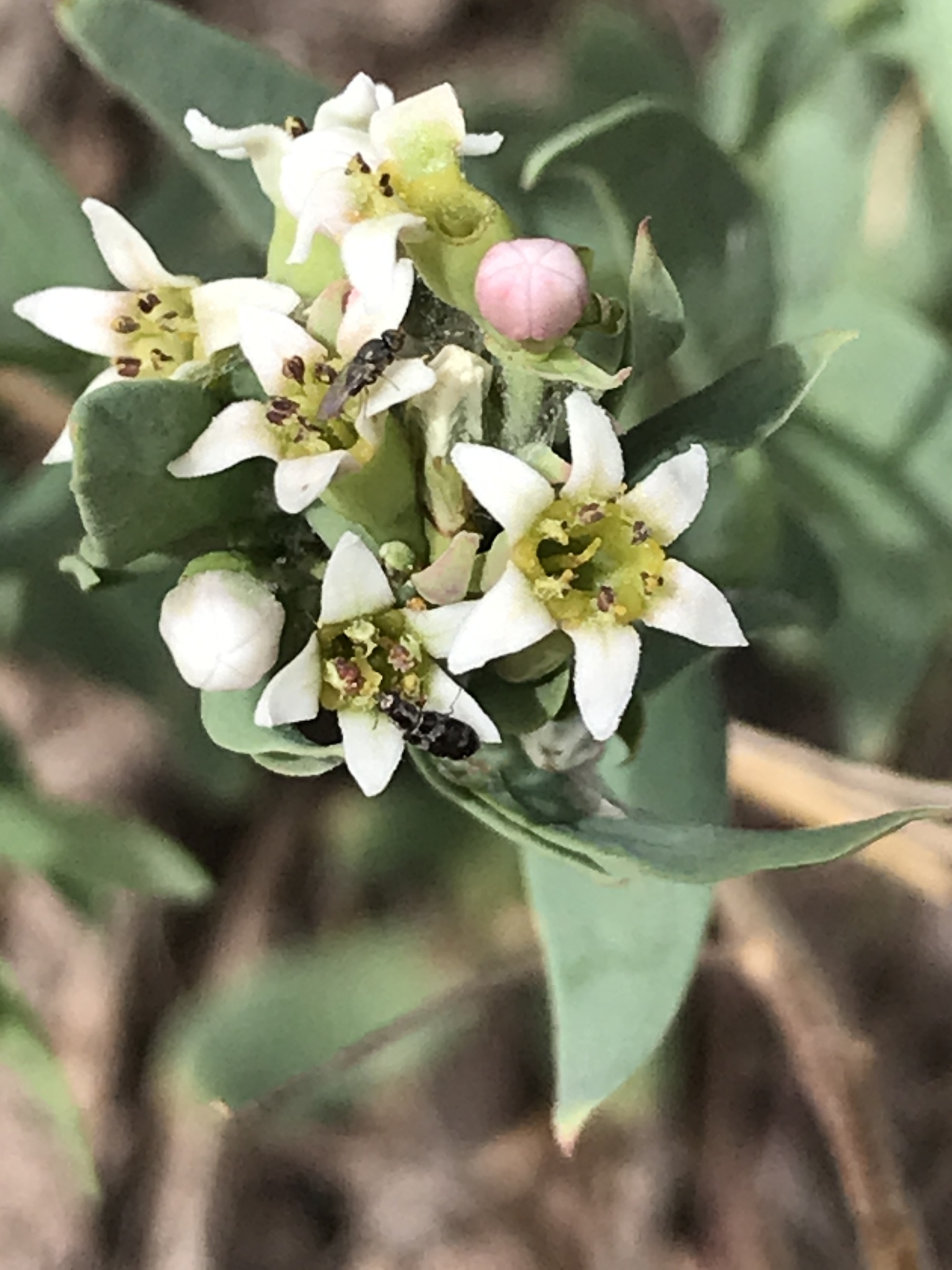 Bastard Toadflax Comandra Umbellata Inaturalist Canada