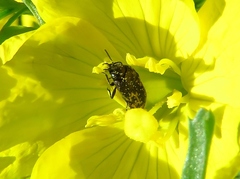 Acmaeodera neglecta