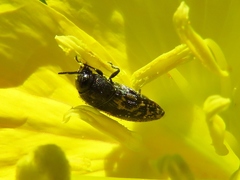 Acmaeodera neglecta