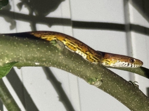 Red Cornsnake observed by vilanophoto