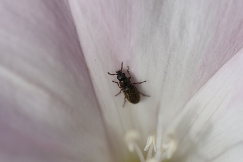 iNaturalist observation photo of Dasytinae
