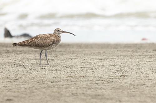 Eurasian Whimbrel