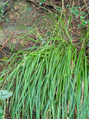 Carex baccans observed 2026-08-27
