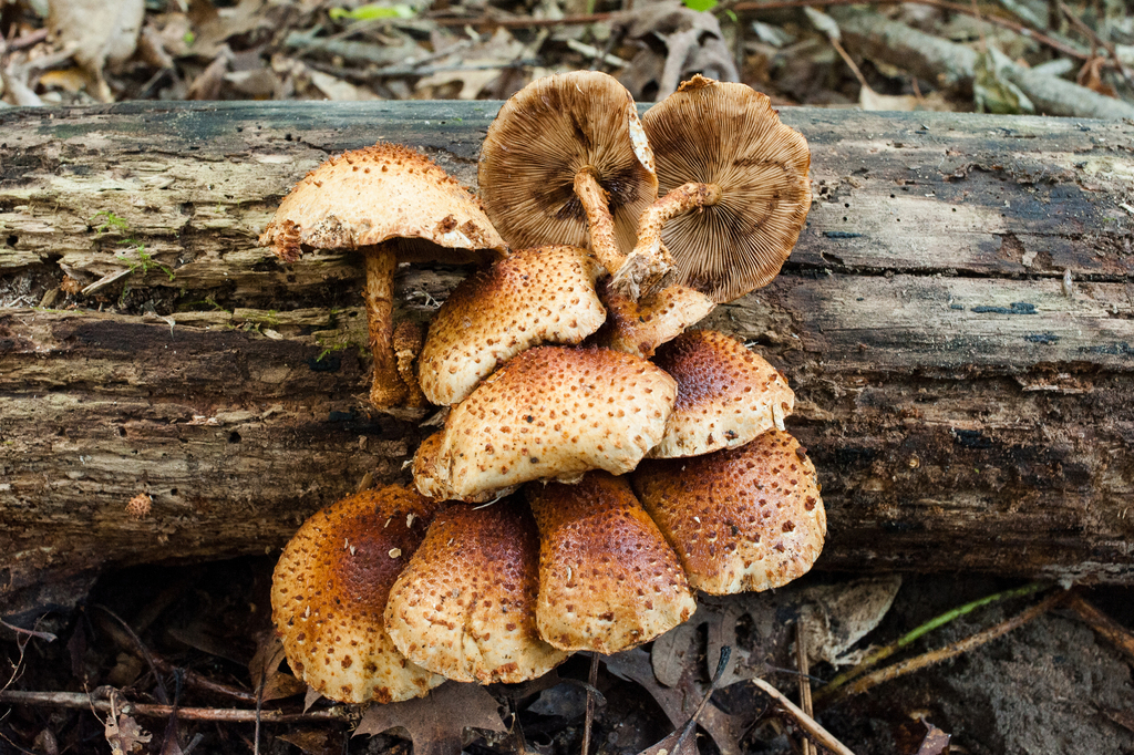 Sharp-scaly Pholiota · August 2026 · photo: Photo: (c) Alex, some rights reserved (CC BY) · iNaturalist