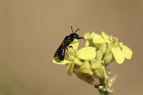 iNaturalist observation photo of Zadontomerus