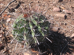 Ferocactus herrerae