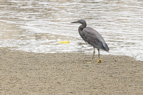 Pacific Reef Heron