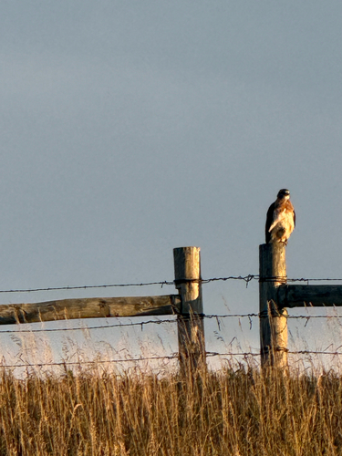 Swainson's Hawk