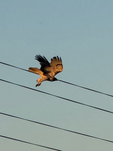Red-tailed Hawk