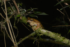 Boana bischoffi