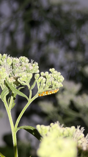 Ailanthus Webworm Moth