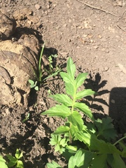 Hydrophyllum fendleri