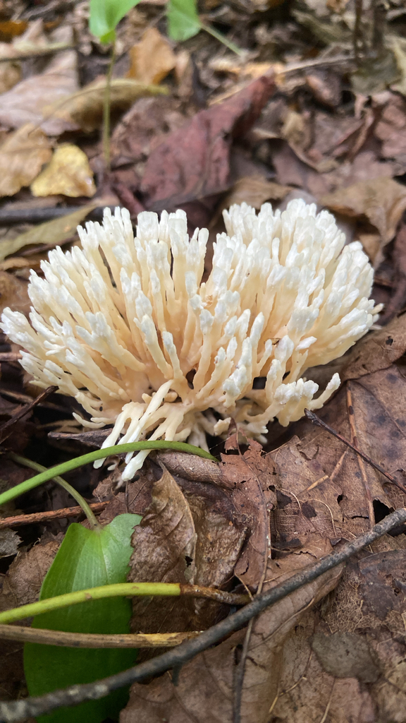 jellied false coral fungus · August 2026 · photo: Photo: no rights reserved · iNaturalist