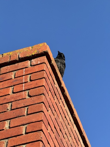 Little Raven