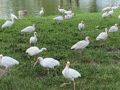Eudocimus albus