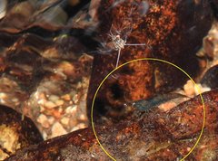 Caridina cantonensis