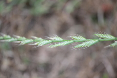 Lolium multiflorum