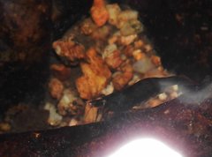 Caridina cantonensis