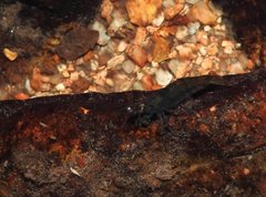 Caridina cantonensis