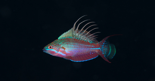 Blue flasher wrasse (Paracheilinus cyaneus) — Labridae — 4