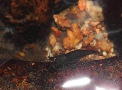 Caridina cantonensis