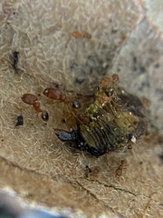 Pheidole parva