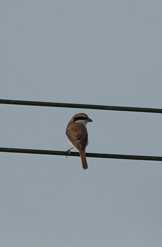 Brown Shrike