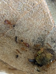 Pheidole parva