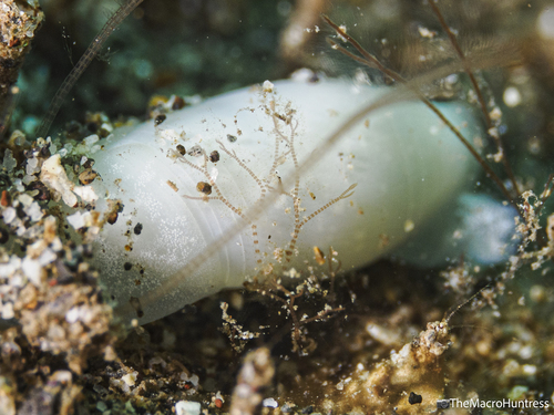 Aliculastrum debile observed 2026-07-04