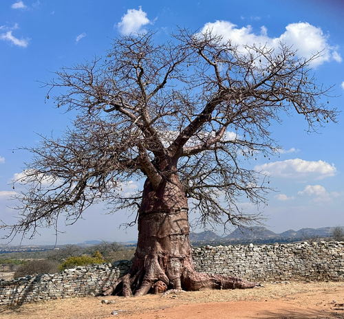 African baobab