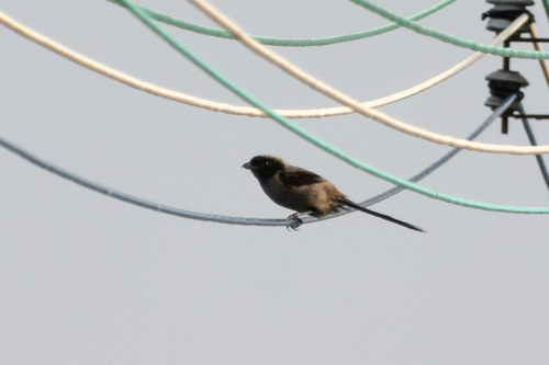 Long-tailed Shrike