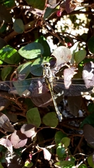 Gomphurus lineatifrons