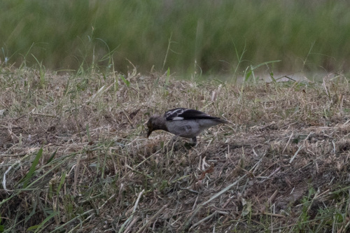 Black-collared Starling