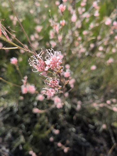 Spindly Grevillea