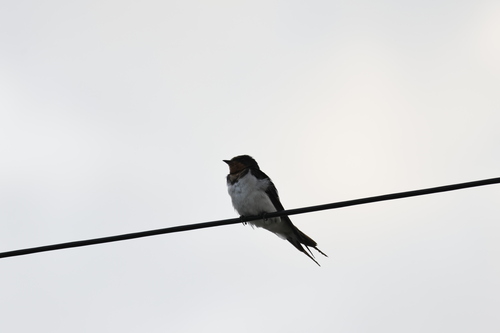 Barn Swallow