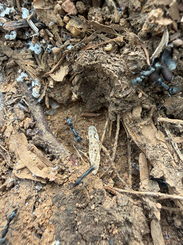 Boltonopone sulcata